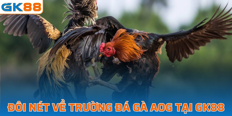 Sơ lược về trường chọi gà đỉnh cao hiện nay